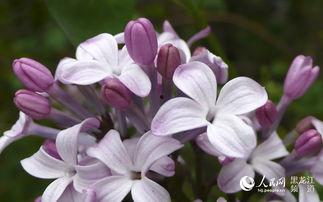 丁香五月国产,国产生态的生机盎然